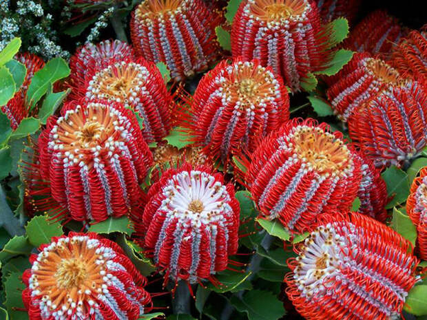 Банксия ярко-красная (Banksia coccinea) красота, особенные, природа, растения, флора, цветы