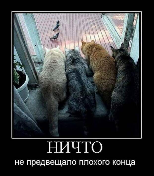 Прикольные демотиваторы для поднятия настроения (11 фото)