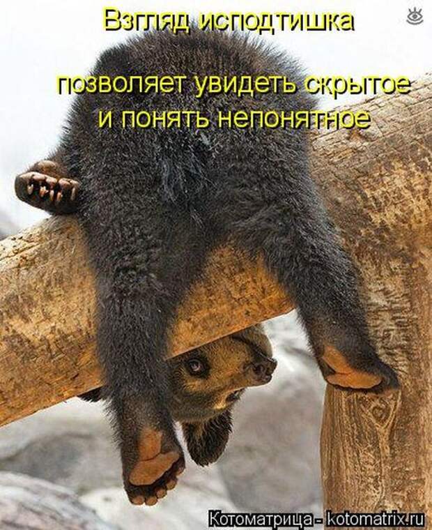 Лучшие котоматрицы недели (50 фото)
