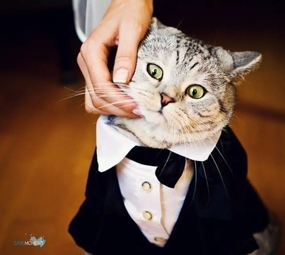 Кошка в пиджаке