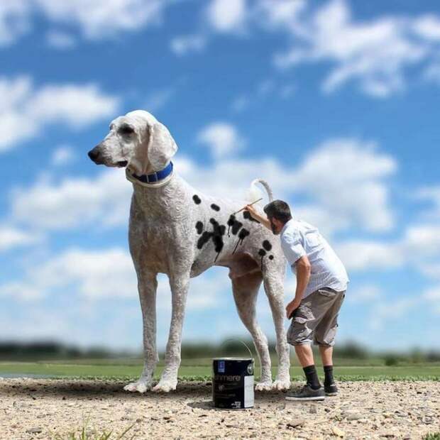 22 забавных фотографии о невероятных приключениях фотографа и его «гигантской» собаки
