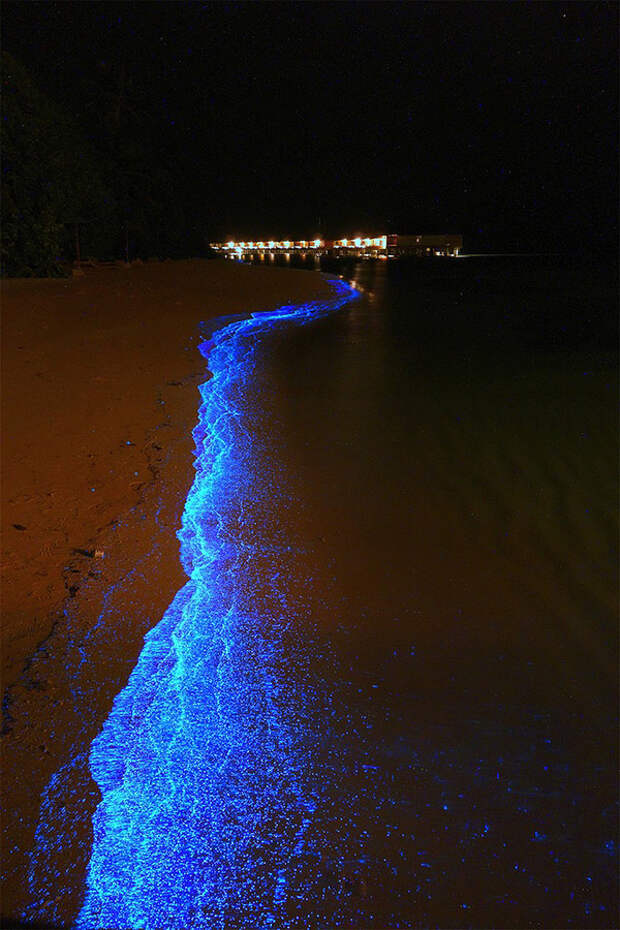 Красота светящихся пляжей, подобных звездному небу BioluminescentBeaches02 Красота светящихся пляжей, подобных звездному небу