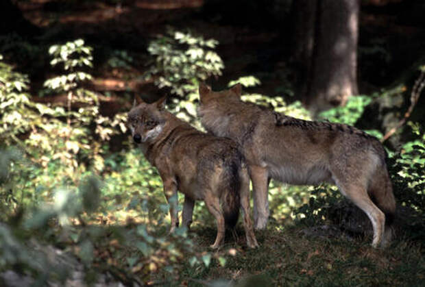 Минприроды Кубани подтвердило: между Анапой и Новороссийском бродит волчья стая