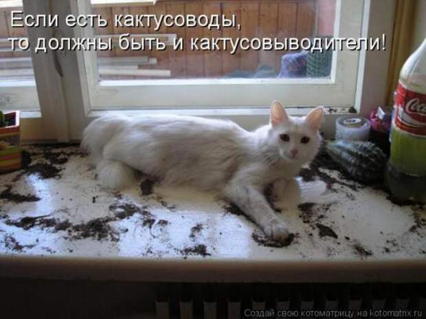 Котоматрицы(картинки с надписями)