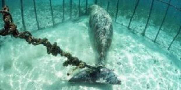 Водолазы нашли животное, запертое в клетке под водой
