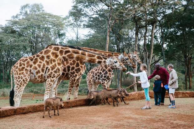 Жираф Ро́тшильда – подвид жирафа, считающийся самым редким. В дикой природе их осталось менее семисот особей