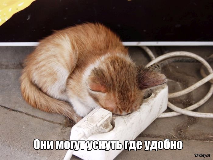 Вещи, которые до боли знакомы всем кошатникам (20 фото)