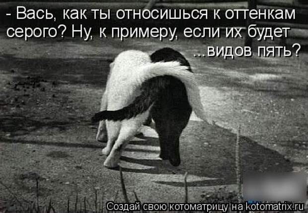 Лучшая котоматрица недели (28 фото)