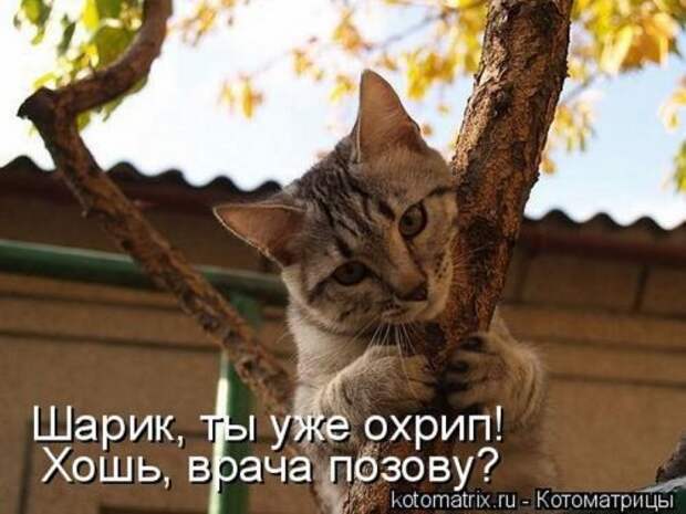 Главная котоматрица за неделю