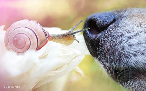 Kiss Kiss