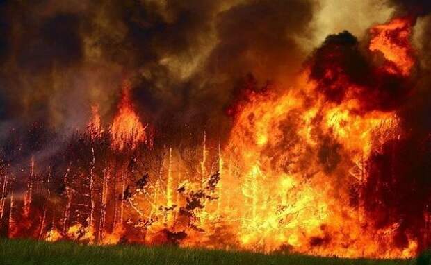 Лесные пожары в Арктике разрастаются с пугающей скоростью
