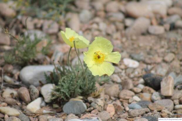 Мак Попова (Papaver popovii Sipliv) эндемик Байкала