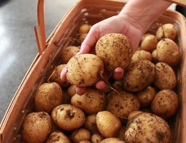 Метод выращивания картошки