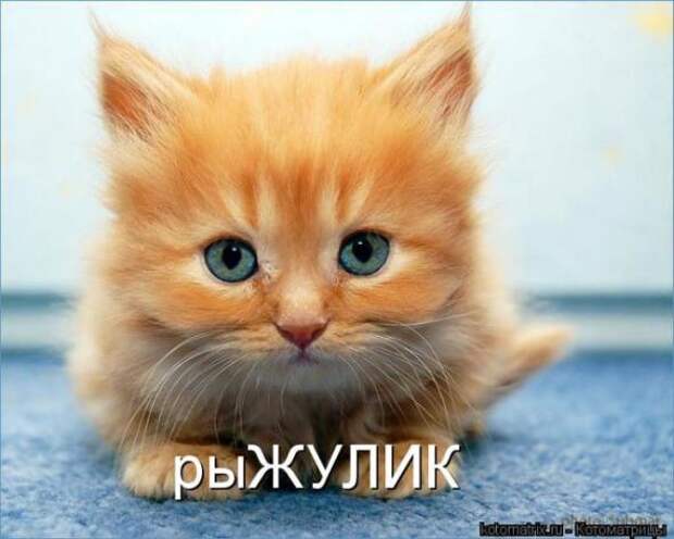 Котоматрицы (картинки с подписями)