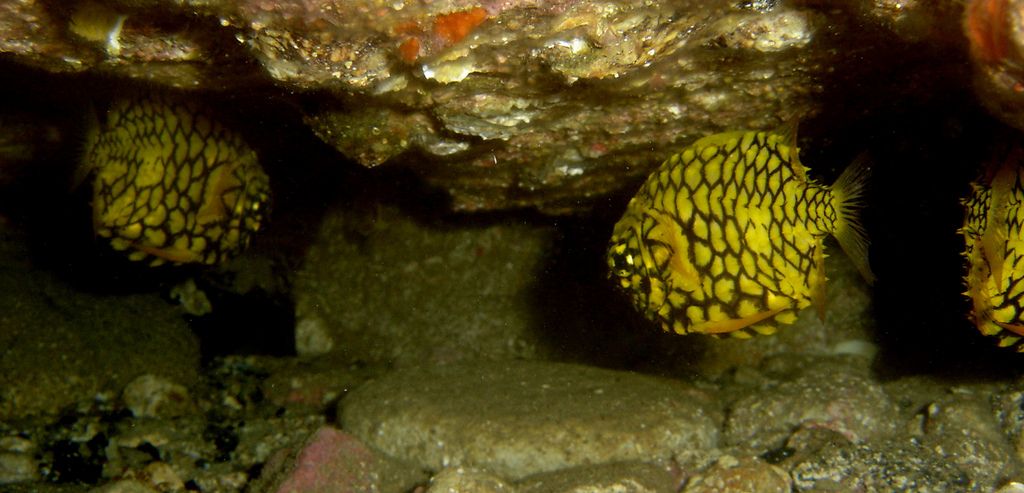 Австралийский шишечник (Cleidopus gloriamaris) 