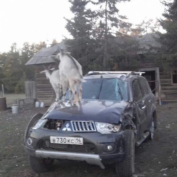 Свежая подборка автоприколов авто, автоприколы, приколы