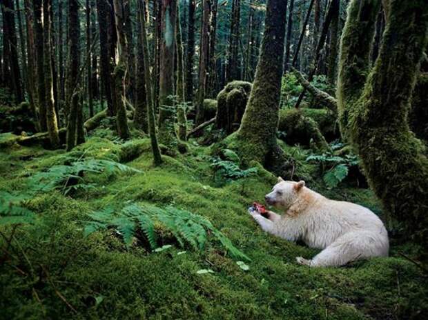 Лучшие фотографии National Geographic за август 2013