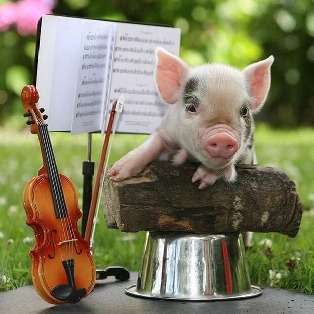 Свинка и скрипка