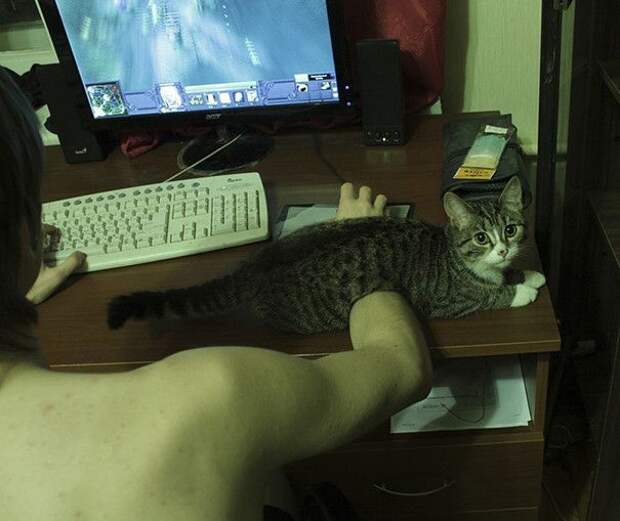 Коты, которые и не подозревают, что у вас есть личное пространство (15 фото) Коты, которые и не подозревают, что у вас есть личное пространство (15 фото)