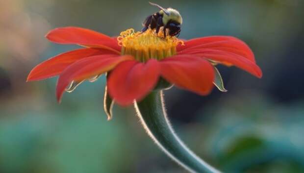 Шмель, пчела или оса залетели в дом: что сулят приметы
