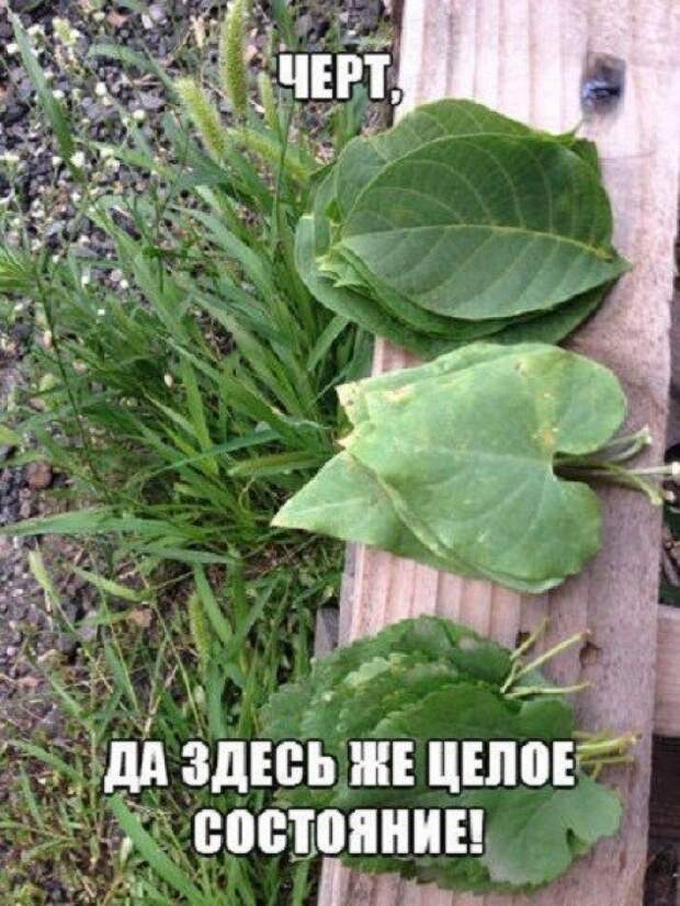 Коллекция прикольных кaртинок со смешными подписями  прикол, юмор