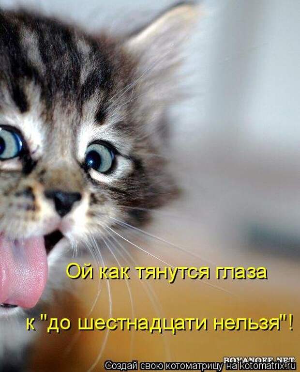 Лучшая котоматрица недели (35 фото)