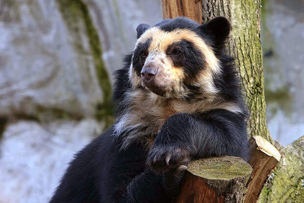 На сегодняшний день очковый медведь внесен в список уязвимых видов