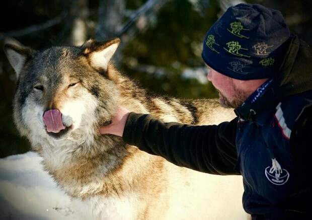 Бегущий с волками: история норвежца, ставшего настоящим альфа-самцом в мире, вожак, волк, домашний питомец, животные, история, люди