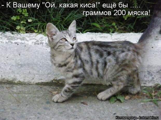 Свежая котоматрица для настроения (28 фото)