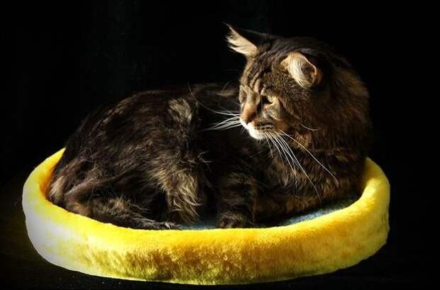 Самодельная лежанка для кошки Самодельная лежанка для кошки