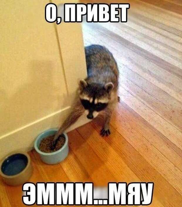 Прикольные фотомемы (25 шт)