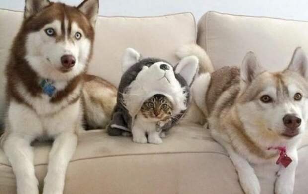 Кошка плюс собака: милые и смешные приколы с животными