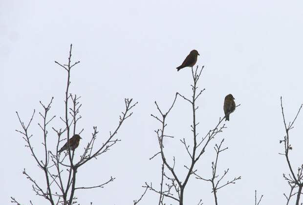 Нижегородцам показали, как птички клесты готовятся к выведению потомства