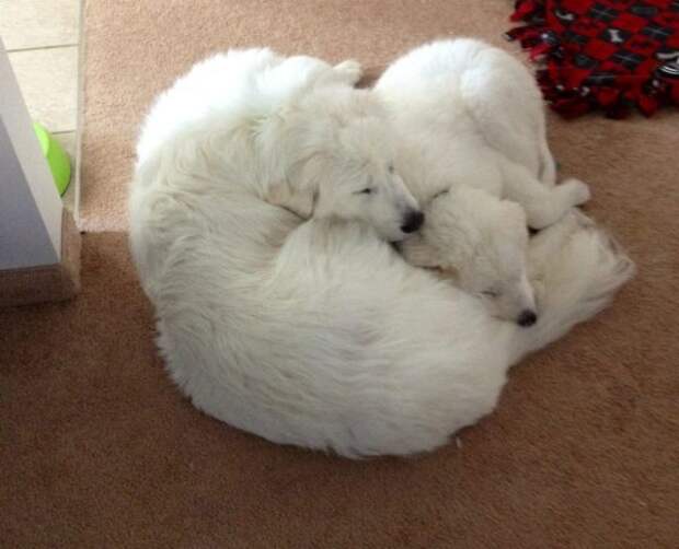 Great Pyrenees | It's Dog or Nothing