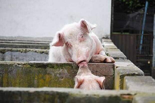 pigs-kissing
