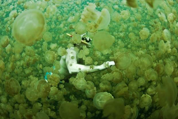 Озеро Медуз: только здесь можно плавать среди 2 миллионов медуз и не бояться