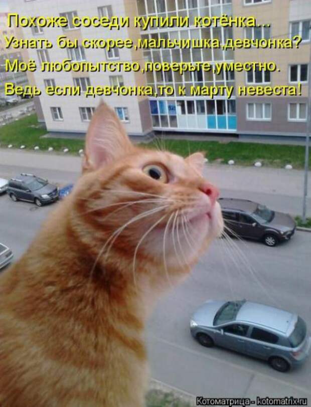 Котоматрицы (картинки с надписями)