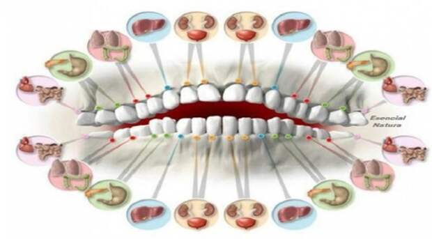 each-tooth-is-associated-with-an-organ-in-the-body-pain-in-each-tooth-can-predict-problems-in-certain-organs-600x332