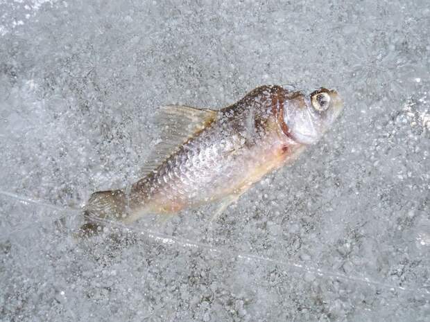 В Японии заморозили тысячи рыб на катке: видео
