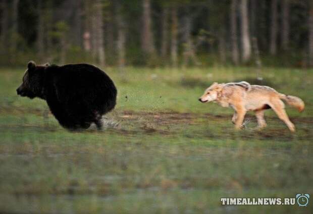 Суровая дружба бурого медведя и волчицы, в которую сложно поверить