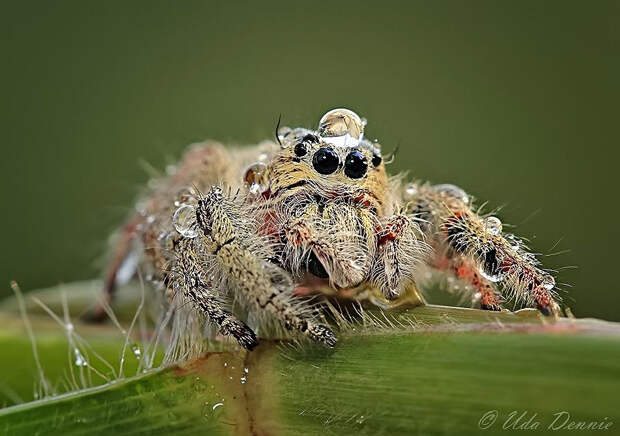 spiders04 spiders04 Умилительные пауки в шапочках из воды