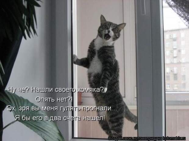 Котоматрицы (картинки с надписями)