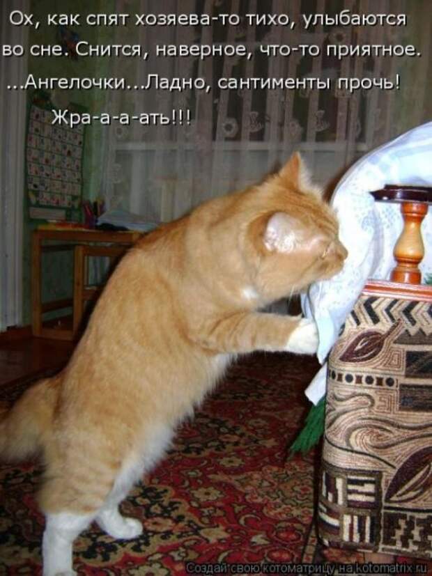 Свежая котоматрица на Бугаге (37 фото)