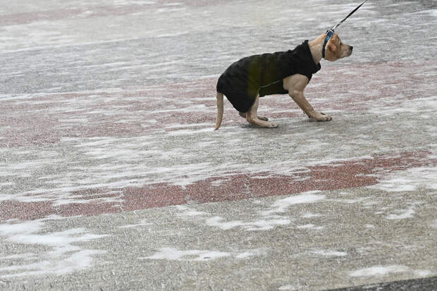 В Москве объявлен желтый уровень погодной опасности из-за гололедицы и ветра