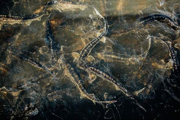 Астраханец получил срок и лишился машины из-за царской рыбы