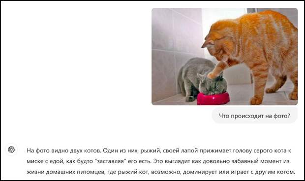 Распознавание двух котов.jpg