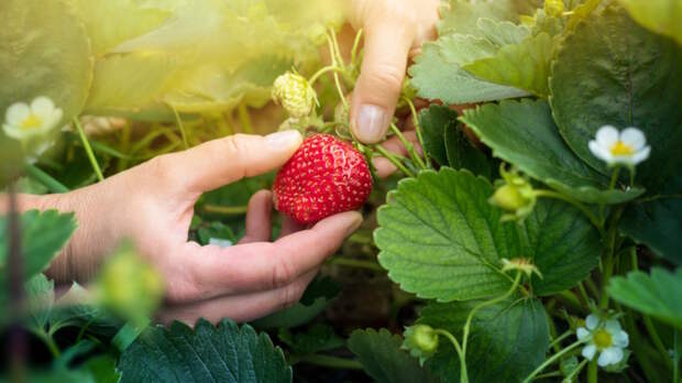 Как ухаживать за клубникой в июле: позаботьтесь о будущем урожае заранее