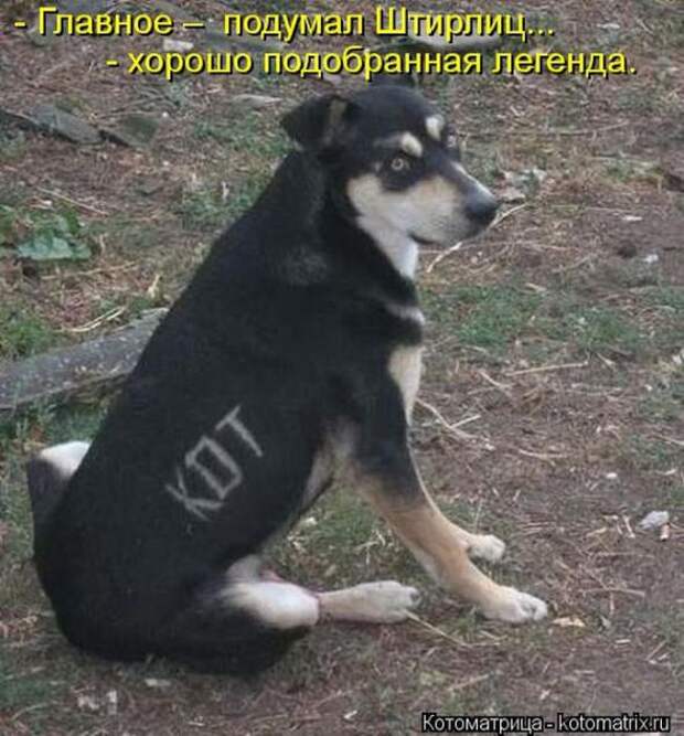 Котоматрицы(картинки с надписями)