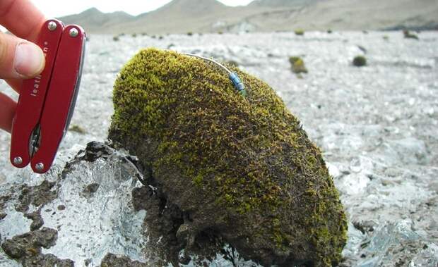 В Арктике обнаружены двигающиеся шарики из мха