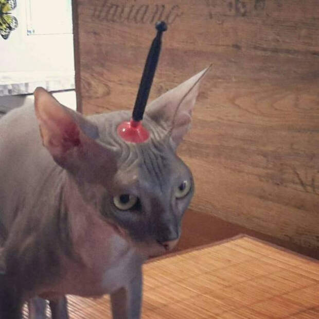 Чтобы день прошёл на позитиве, забавных животных вам в ленту!